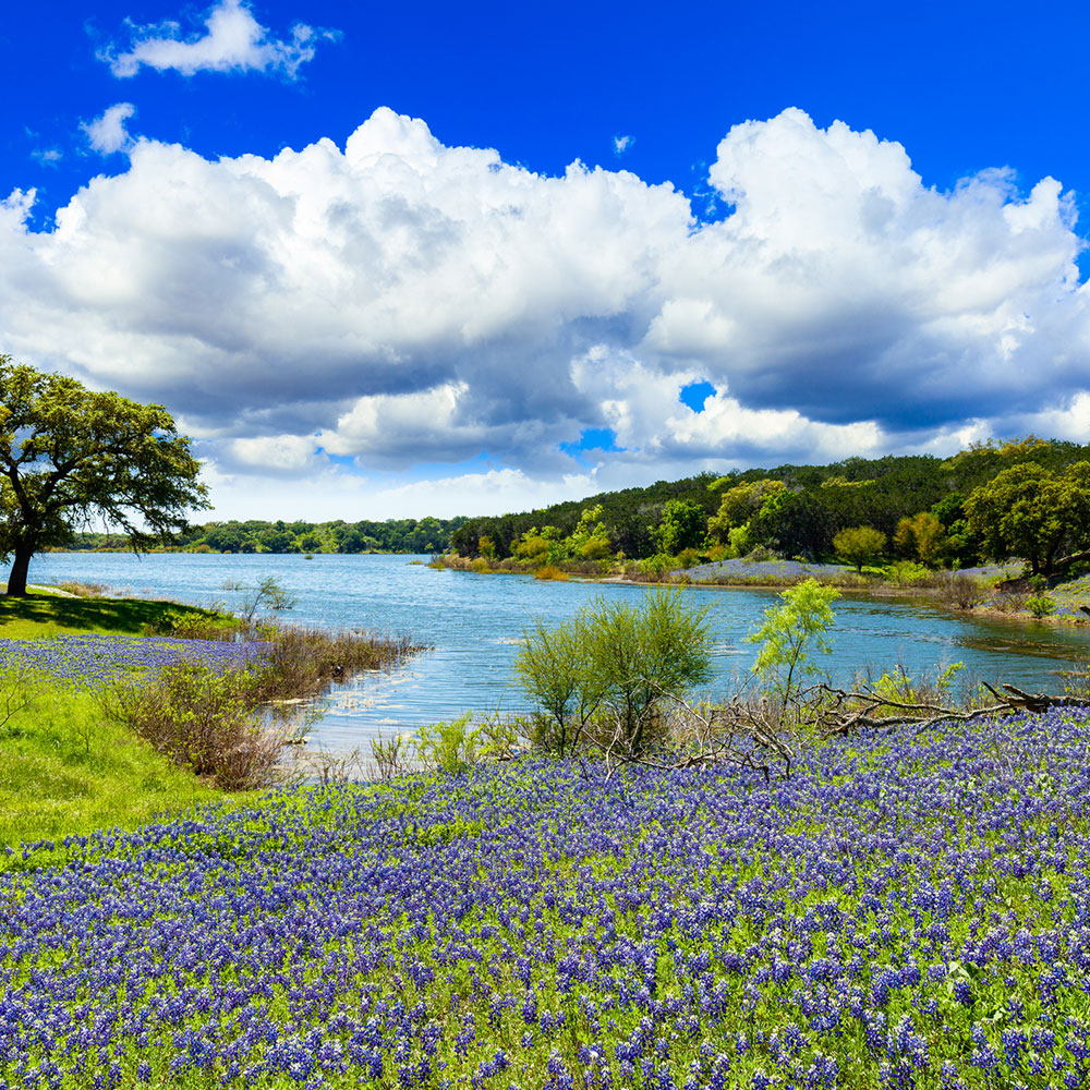 Beautiful bluebonnets along a lake in the Texas Hill Country
